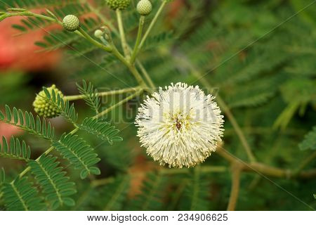 White Leucaena Glauca Flower In Nature Garden