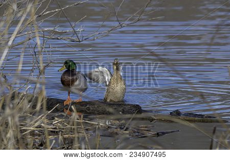Ducks On The Rock River In Wisconsin. This Is In A Park Called Riverside In The City Of Janesville.