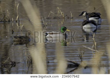 Ducks And Geese On The Rock River, Riverside Park In Janesville  Wisconsin