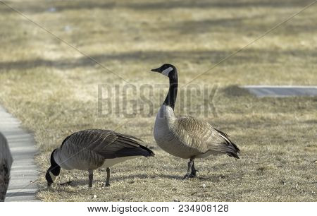 Canadian Geese In The Park On The River