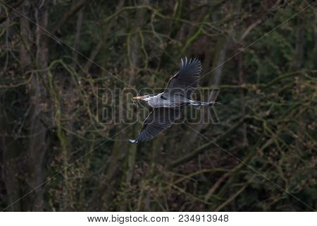 Great Blue Heron Gathering Nest Material At Tsawwassen Bc Canada