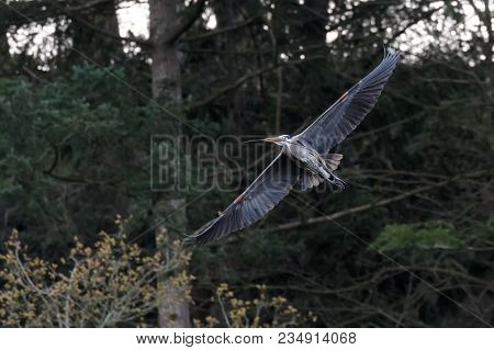 Great Blue Heron Gathering Nest Material At Tsawwassen Bc Canada