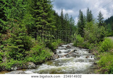 Rough Stormy River In The Forest. Chibitka, Altai Mountains, Siberia.