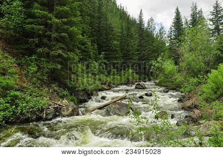 Rough Stormy River In The Forest. Chibitka, Altai Mountains, Siberia.
