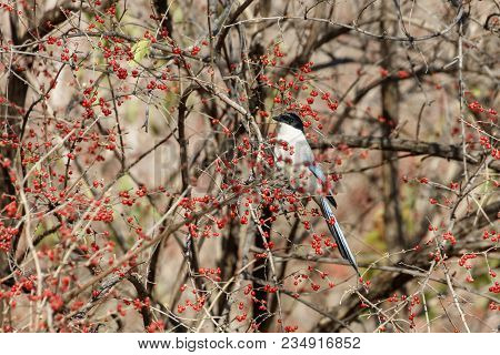 Azure-winged Magpie And Fruit Tree At Beijing China