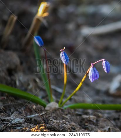 Blue First Spring Flowers Of The Scilla Squill Plant Blooming In A Forest. Scilla Bifolia.