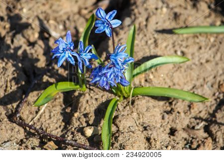 Blue First Spring Flowers Of The Scilla Squill Plant Blooming In A Forest. Scilla Bifolia.