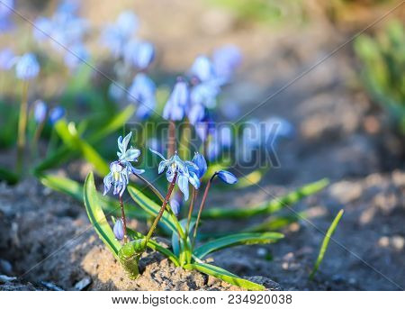Blue First Spring Flowers Of The Scilla Squill Plant Blooming In A Forest. Scilla Bifolia.