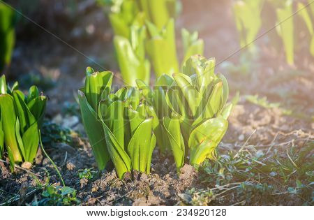Green Tulip Sprouts In Soft Sunlight In Spring Park