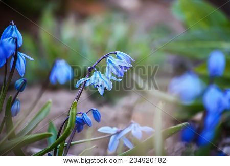 Blue First Spring Flowers Of The Scilla Squill Plant Blooming In A Forest. Scilla Bifolia.