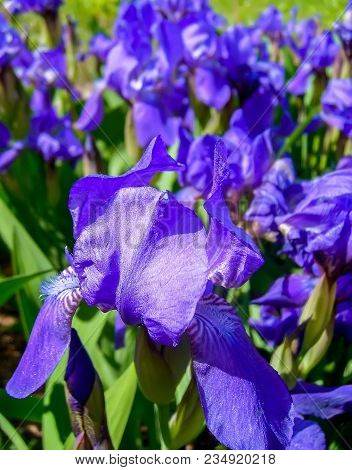 Purple Iris Flowers In A Spring Garden