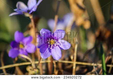 Hepatica Purple First Forest Flowers In Sunlight