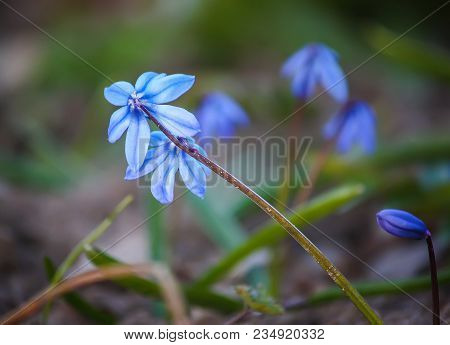 Blue First Spring Flowers Of The Scilla Squill Plant Blooming In A Forest. Scilla Bifolia.