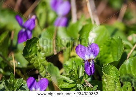Wild Violets Growing In A Spring Forest.