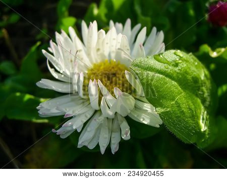 White Beautiful Daisy Flower In Spring Park