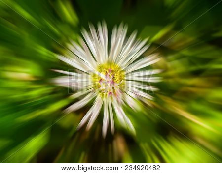 Blurred Floral Background Of White Daisy Flower. Motion Effect.