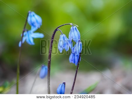 Blue First Spring Flowers Of The Scilla Squill Plant Blooming In A Forest. Scilla Bifolia.