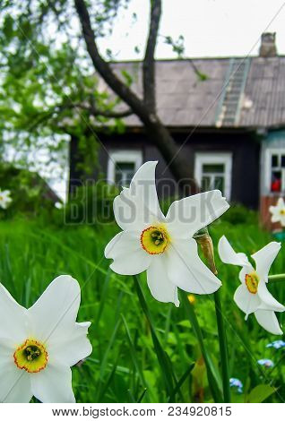 White Daffodils With Yellow Trumpets On Old Rural House Building Background.