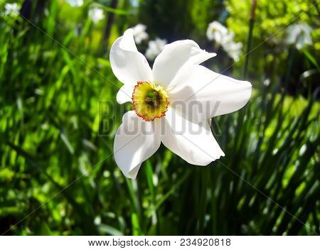 White Daffodil Plant With Yellow Trumpet In Spring Garden