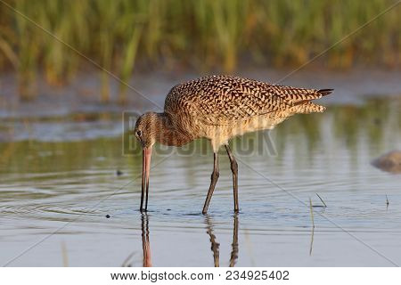 A Marbled Godwit, Limosa Fedoa In Shallow Water In A Quiet Bay In Florida