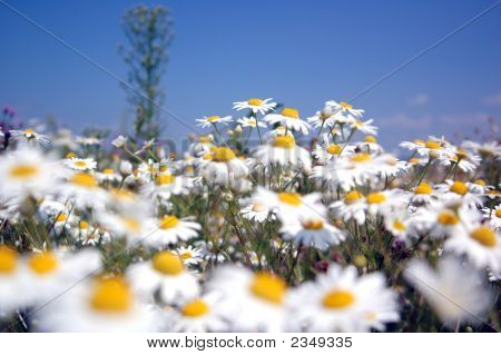 花のフィールド