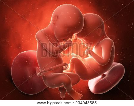 3d rendered medically accurate illustration of twins in the womb