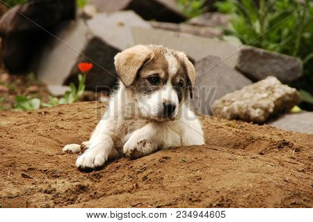 Lovely Beautiful Puppy In Bolnisi, Kartli, Georgia
