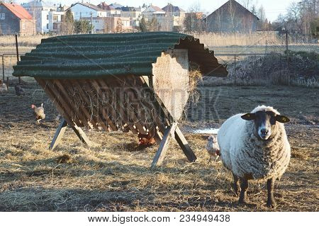 Sheep And Hens On The Family Farm