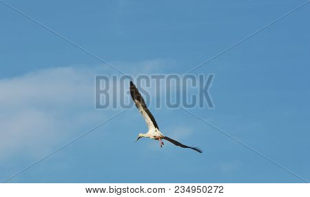 Stork Flying In The Air During Sunny Day
