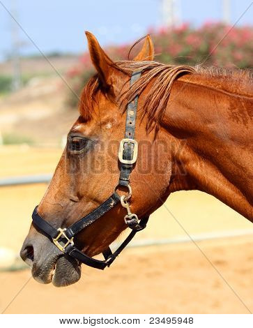 Horse