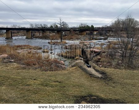Canadian Geese In Front Of The Big Sioux River In Sioux Falls, South Dakota With Views Of Wildlife, 