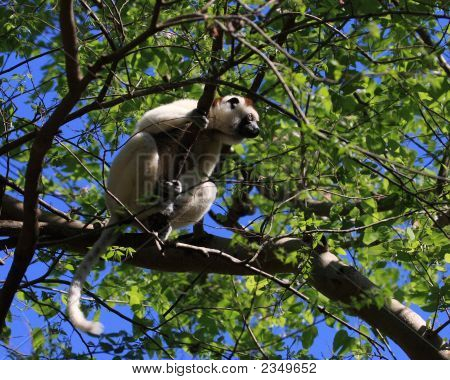 Verraux Sifika Lemurs กับทารกของพวกเขาในมาดากัสการ์ Berenty