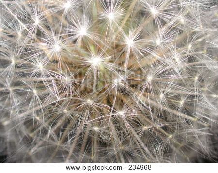 Abstraktní Pampeliška Seedhead