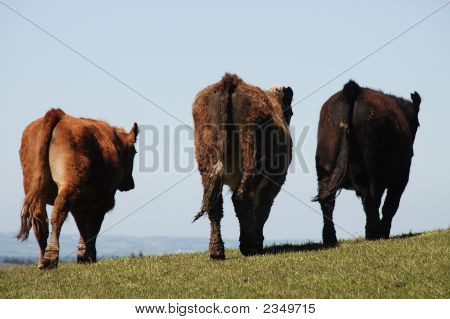 Goodbye Cow Trio