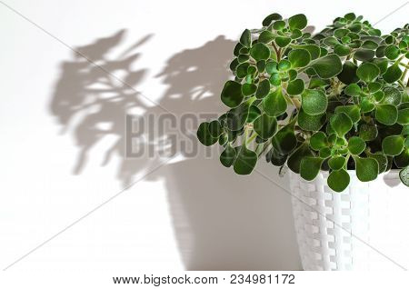 Decorative Flower In Pot. Aichryson. The Shadow Of The Flower On The Wall