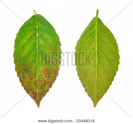 Syge blade af Hydrangea serrata blå fugl