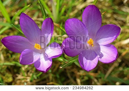 Top View Of Two Purple Crocuses In Spring.