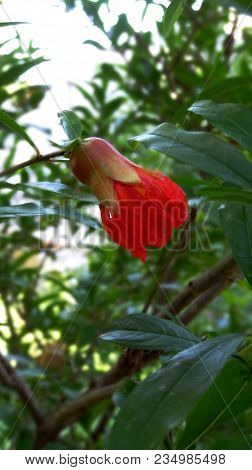 Red Flower Of A Pomegranate Tree On A Blurred Green Background.