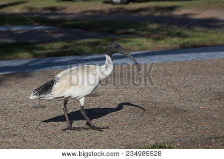 An Australian White Ibis On A Campsite In Brisbane