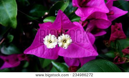 Bougainvillea Flowers Texture And Background. Purple Flowers Bougainvillea. Close-up View Of A Bouga