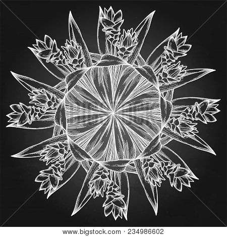 Graphic Curcuma Set Elements Isolated On White Background. Vector Natural Spices. Coloring Book Page