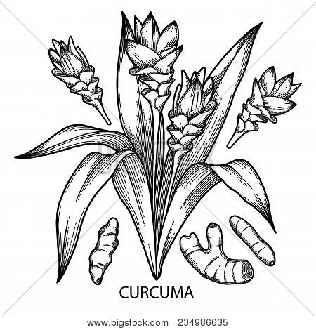 Graphic Curcuma Set Elements Isolated On White Background. Vector Natural Spices. Coloring Book Page