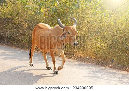A Red Cow In India With A Bell, Goes On The Road. Beautiful Cow.