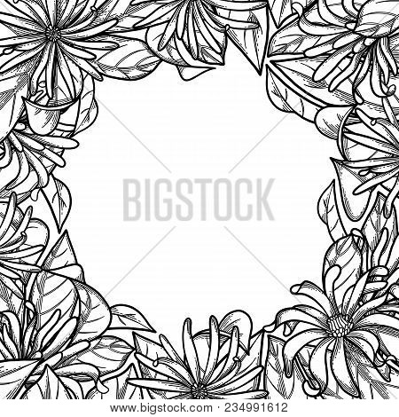Graphic Star Anise. Vector Natural Design On White Background. Coloring Book Page For Adults And Kid