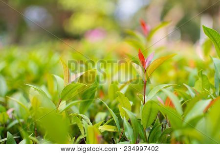 This Is The Close Up Picture Of Ixora Leaves. Its Flowers Are Called Needle, A Small Tree With Green