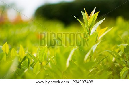 This Is The Close Up Picture Of Ixora Leaves. Its Flowers Are Called Needle, A Small Tree With Green