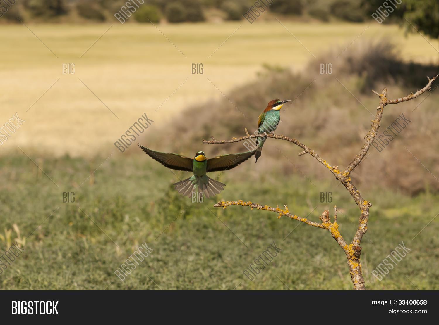 Image Preview