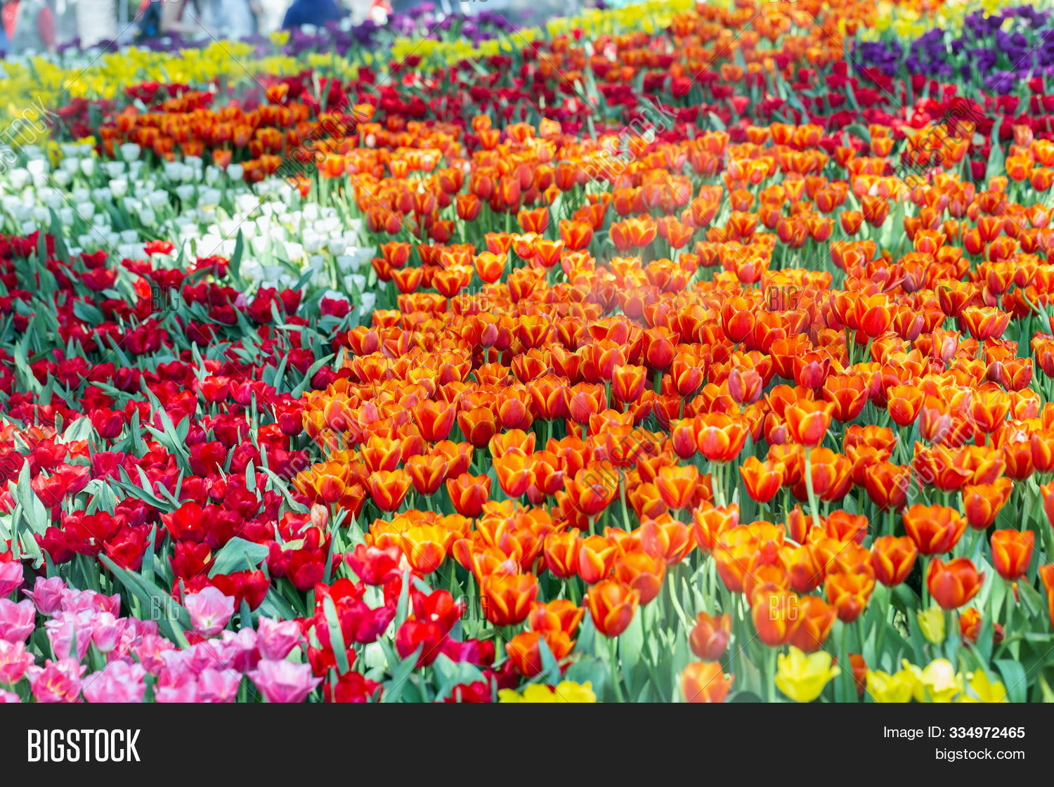 Tulip Flower Image Photo Free Trial Bigstock