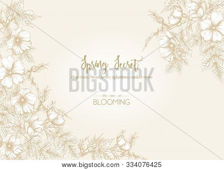 Dog-rose, Briar, Brier, Eglantine, Canker-rose. Template For Wedding Invitation, Greeting Card, Bann