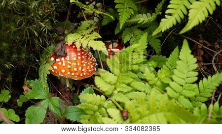 Small Red Mushroom Amanita In Green Grass.